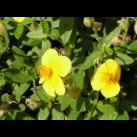 Helianthemum Nummularium (fam Cistacees) (Europe, S-O de l'Asie) (12)